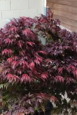 Oregon Sunset Japanese Maple (Acer Palmatum) - 3 Gallon Pot -Azaleas Store Japanese Maple Oregon Sunset 5 1