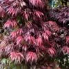Oregon Sunset Japanese Maple - Acer Palmatum - 5 Gallon Pot -Azaleas Store Japanese Maple Oregon Sunset 7