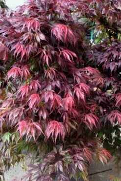 Oregon Sunset Japanese Maple - Acer Palmatum - 1 Gallon Pot