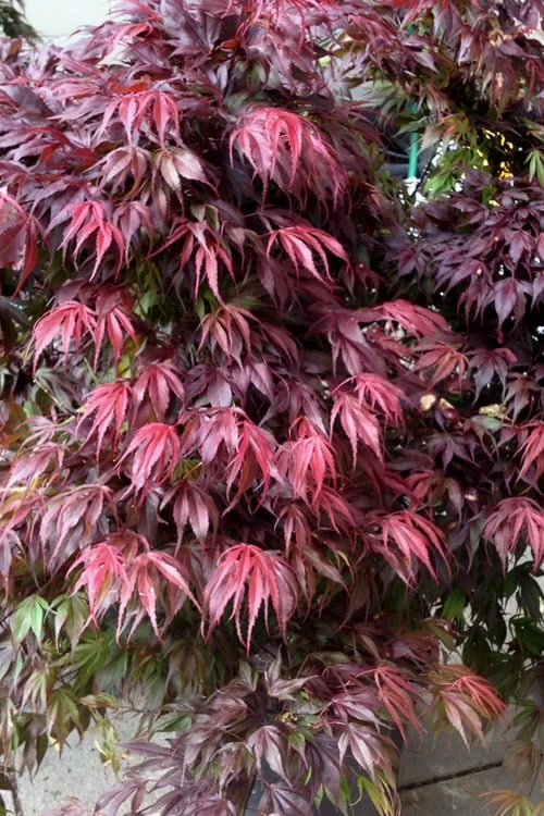 Oregon Sunset Japanese Maple - Acer Palmatum - 1 Gallon Pot 3 Oregon Sunset Japanese Maple - Acer Palmatum - 1 Gallon Pot