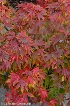 Oregon Sunset Japanese Maple (Acer Palmatum) - 3 Gallon Pot -Azaleas Store Japanese Maple Oregon Sunset 9 1