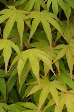 Osakazuki Japanese Maple - 5 Gallon Pot -Azaleas Store Japanese Maple Osakazuki 5 2