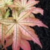Peaches And Cream Japanese Maple - 2 Gallon Pot -Azaleas Store Japanese Maple Peaches And Cream 6