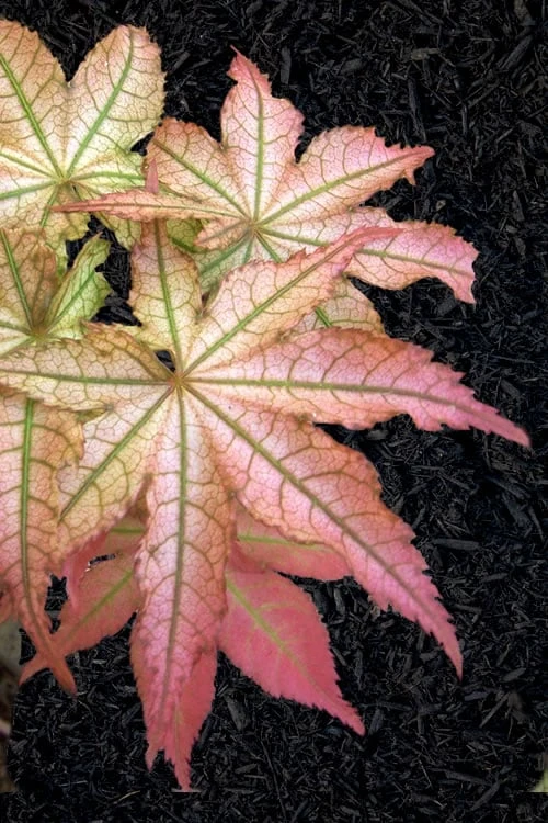 Peaches And Cream Japanese Maple - 2 Gallon Pot 3 Peaches And Cream Japanese Maple - 2 Gallon Pot