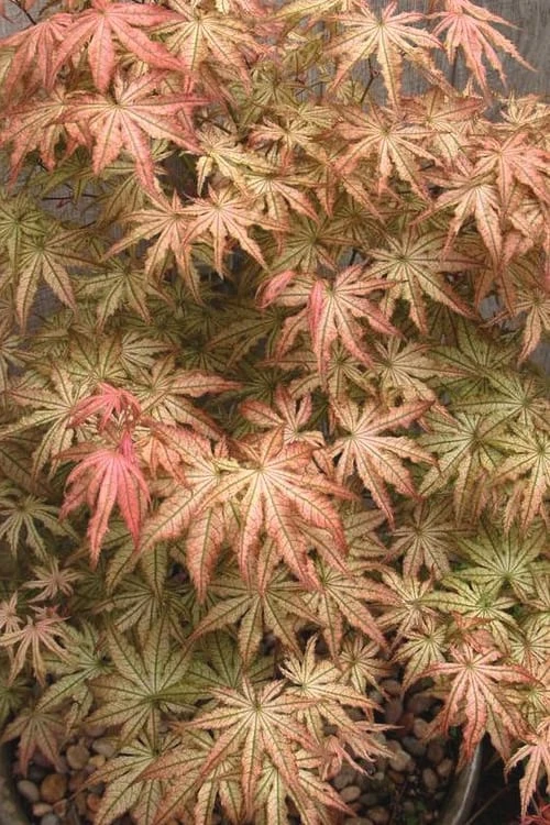 Peaches And Cream Japanese Maple - 2 Gallon Pot 7 Peaches And Cream Japanese Maple - 2 Gallon Pot - Image 5
