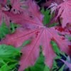 Purple Ghost Japanese Maple - 3 Gallon Pot -Azaleas Store Japanese Maple Purple Ghost 1 1
