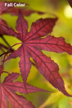 Purple Ghost Japanese Maple - 3 Gallon Pot -Azaleas Store Japanese Maple Purple Ghost 3 1