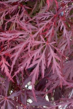 Red Dragon Dwarf Japanese Maple - 3 Gallon Pot -Azaleas Store Japanese Maple Red Dragon 11