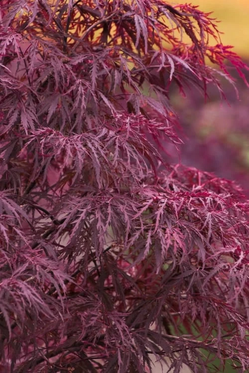 Red Dragon Dwarf Japanese Maple - 2 Gallon Pot 3 Red Dragon Dwarf Japanese Maple - 2 Gallon Pot