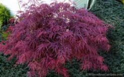 Red Dragon Dwarf Japanese Maple - 3 Gallon Pot -Azaleas Store Japanese Maple Red Dragon 21