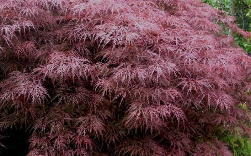 Red Dragon Dwarf Japanese Maple - 2 Gallon Pot 9 Red Dragon Dwarf Japanese Maple - 2 Gallon Pot - Image 7