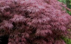 Red Dragon Dwarf Japanese Maple - 3 Gallon Pot -Azaleas Store Japanese Maple Red Dragon 3
