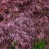 Red Select Laceleaf Japanese Maple - 1 Gallon Pot -Azaleas Store Japanese Maple Red Select 3 1