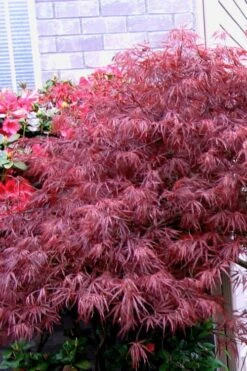 Red Select Laceleaf Japanese Maple - 1 Gallon Pot -Azaleas Store Japanese Maple Red Select 5 1