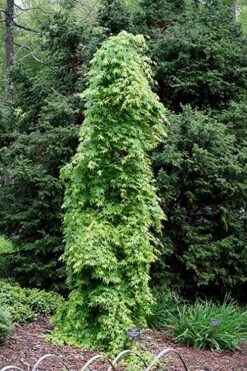 Ryusen Weeping Japanese Maple - 3 Gallon Pot 16 Ryusen Weeping Japanese Maple - 3 Gallon Pot -Azaleas Store Japanese Maple Ryusen 1