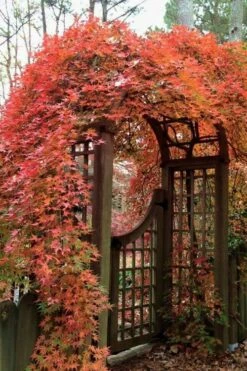 Ryusen Weeping Japanese Maple - 3 Gallon Pot 13 Ryusen Weeping Japanese Maple - 3 Gallon Pot -Azaleas Store Japanese Maple Ryusen 2