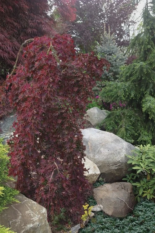 Ryusen Weeping Japanese Maple - 3 Gallon Pot 7 Ryusen Weeping Japanese Maple - 3 Gallon Pot - Image 5