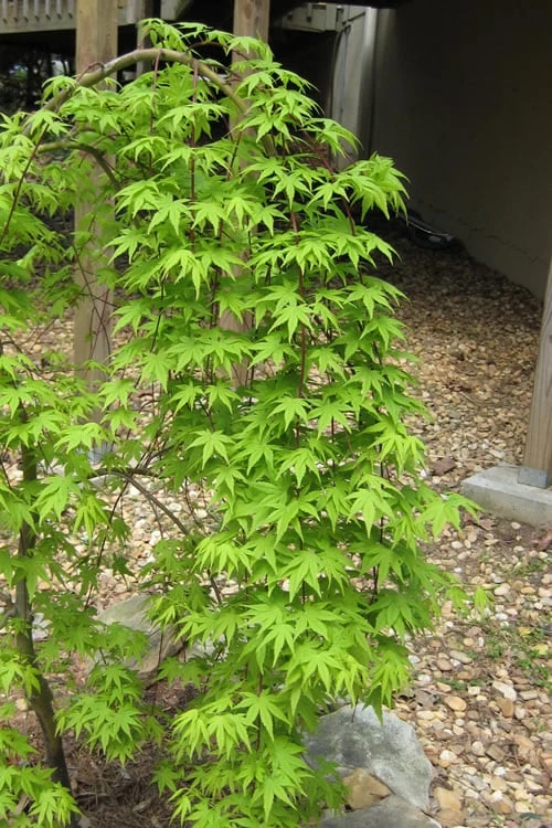 Ryusen Weeping Japanese Maple - 3 Gallon Pot 8 Ryusen Weeping Japanese Maple - 3 Gallon Pot - Image 6