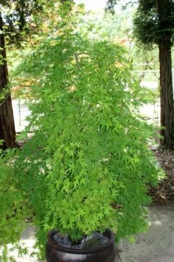 Ryusen Weeping Japanese Maple - 3 Gallon Pot 17 Ryusen Weeping Japanese Maple - 3 Gallon Pot -Azaleas Store Japanese Maple Ryusen 8