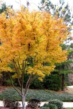 Sango Kaku Coral Bark Japanese Maple - 2 Gallon Pot 14 Sango Kaku Coral Bark Japanese Maple - 2 Gallon Pot -Azaleas Store Japanese Maple Sango Kaku 31 2