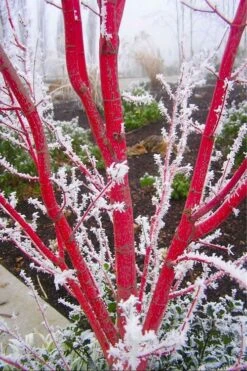 Sango Kaku Coral Bark Japanese Maple - 2 Gallon Pot 15 Sango Kaku Coral Bark Japanese Maple - 2 Gallon Pot -Azaleas Store Japanese Maple Sango Kaku Coral Bark 500x750 3