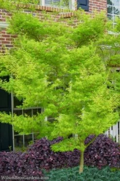 Seiryu Japanese Maple - 5 Gallon Pot 15 Seiryu Japanese Maple - 5 Gallon Pot -Azaleas Store Japanese Maple Seiryu 23 2