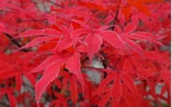 Shirazz Japanese Maple - 2 Gallon Pot -Azaleas Store Japanese Maple Shirazz 10