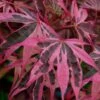 Shirazz Japanese Maple - 5 Gallon Pot (2-3') -Azaleas Store Japanese Maple Shirazz 12 1