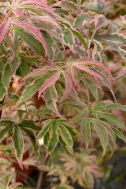 Shirazz Japanese Maple - 5 Gallon Pot (2-3') -Azaleas Store Japanese Maple Shirazz 13 1