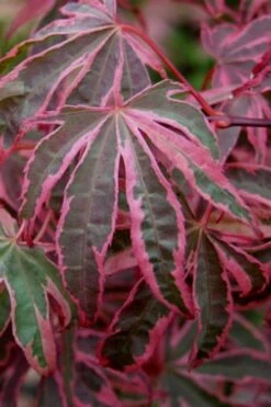 Shirazz Japanese Maple - 2 Gallon Pot -Azaleas Store Japanese Maple Shirazz 6