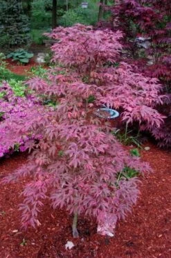 Shirazz Japanese Maple - 2 Gallon Pot -Azaleas Store Japanese Maple Shirazz 7