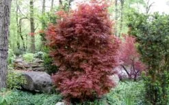 Skeeter's Broom Japanese Maple - 3 Gallon Pot -Azaleas Store Japanese Maple Skeeters Broom