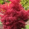 Skeeter's Broom Japanese Maple - 3 Gallon Pot -Azaleas Store Japanese Maple Skeeters Broom 500x750 1