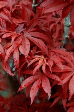 Skeeter's Broom Japanese Maple - 3 Gallon Pot -Azaleas Store Japanese Maple Skeeters Broom 6