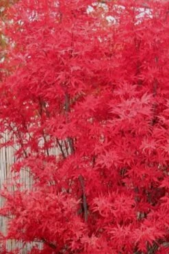 Skeeter's Broom Japanese Maple - 3 Gallon Pot -Azaleas Store Japanese Maple Skeeters Broom 7