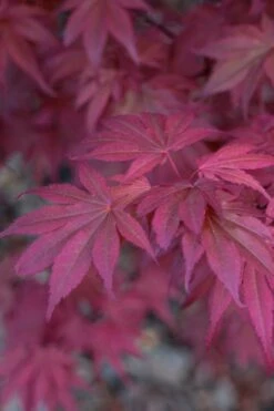 Skeeter's Broom Japanese Maple - 3 Gallon Pot -Azaleas Store Japanese Maple Skeeters Broom 8