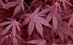 Bloodgood Red Leaf Japanese Maple - 2 Gallon Pot -Azaleas Store Japanese Maple Spring Foliage