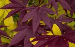 Bloodgood Red Leaf Japanese Maple - 2 Gallon Pot -Azaleas Store Japanese Maple Summer Color