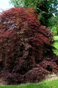 Tamukeyama Dwarf Red Japanese Maple - 1 Gallon Pot -Azaleas Store Japanese Maple Tamukeyama 10 1