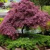 Tamukeyama Dwarf Red Japanese Maple - 1 Gallon Pot -Azaleas Store Japanese Maple Tamukeyama 11 1