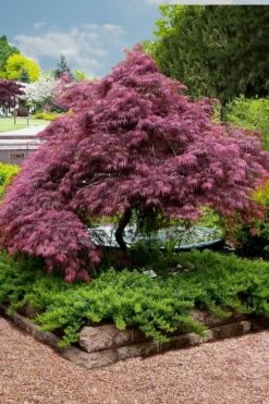Tamukeyama Dwarf Red Japanese Maple - 3 Gallon Pot (High Grafted Tree Form) -Azaleas Store Japanese Maple Tamukeyama 11 3