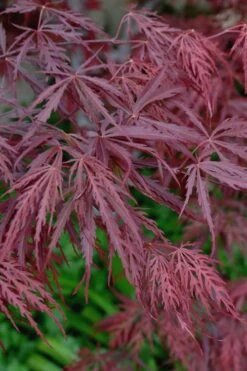 Tamukeyama Dwarf Red Japanese Maple (High Graft Tree Form)- 3 Gallon Pot 15 Tamukeyama Dwarf Red Japanese Maple (High Graft Tree Form)- 3 Gallon Pot -Azaleas Store Japanese Maple Tamukeyama 13