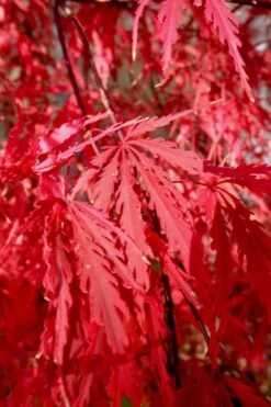Tamukeyama Dwarf Red Japanese Maple - 3 Gallon Pot (High Grafted Tree Form) -Azaleas Store Japanese Maple Tamukeyama 14 4