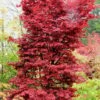 Twombly's Red Sentinel Japanese Maple - 5 Gallon Pot (4-5') 2 Twombly's Red Sentinel Japanese Maple - 5 Gallon Pot (4-5') -Azaleas Store Japanese Maple Twombleys Red Sentinel 500x750 2