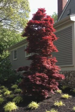 Twombly's Red Sentinel Japanese Maple - 5 Gallon Pot (5-6') -Azaleas Store Japanese Maple Twomblys Red Sentinel 10