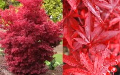 Twombly's Red Sentinel Japanese Maple - 5 Gallon Pot (4-5') -Azaleas Store Japanese Maple Twomblys Red Sentinel Fall Color 1