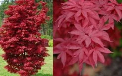 Twombly's Red Sentinel Japanese Maple - 5 Gallon Pot (5-6') -Azaleas Store Japanese Maple Twomblys Red Sentinel Spring