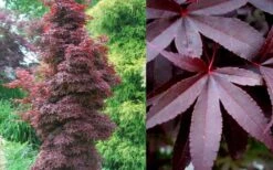 Twombly's Red Sentinel Japanese Maple - 2 Gallon Pot (3-4') -Azaleas Store Japanese Maple Twomblys Red Sentinel Summer 2