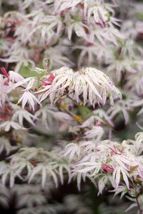 Ukigumo Floating Cloud Ghost Japanese Maple - 3 Gallon Pot (3-3.5') 3 Ukigumo Floating Cloud Ghost Japanese Maple - 3 Gallon Pot (3-3.5')