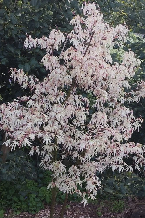 Ukigumo Floating Cloud Ghost Japanese Maple - 3 Gallon Pot (3-3.5') 6 Ukigumo Floating Cloud Ghost Japanese Maple - 3 Gallon Pot (3-3.5') - Image 4